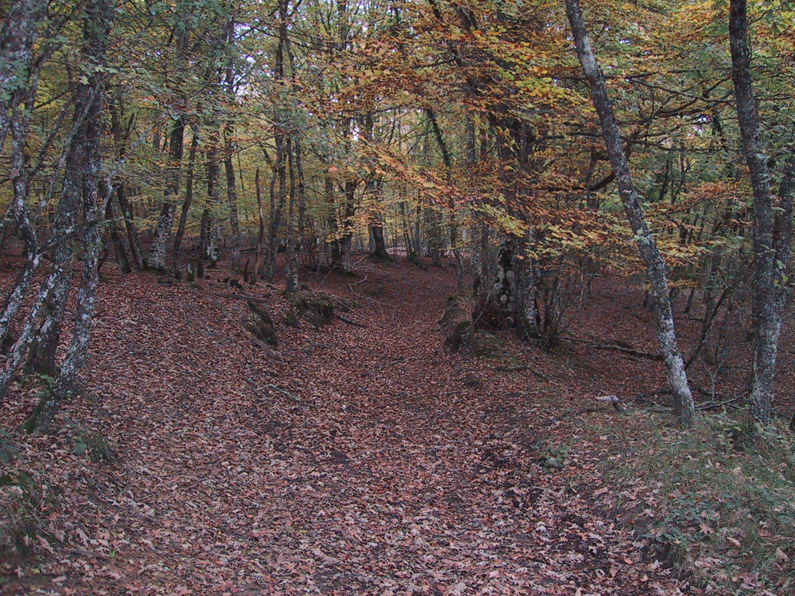 Bajauri Bosque de Robles y Hayas
