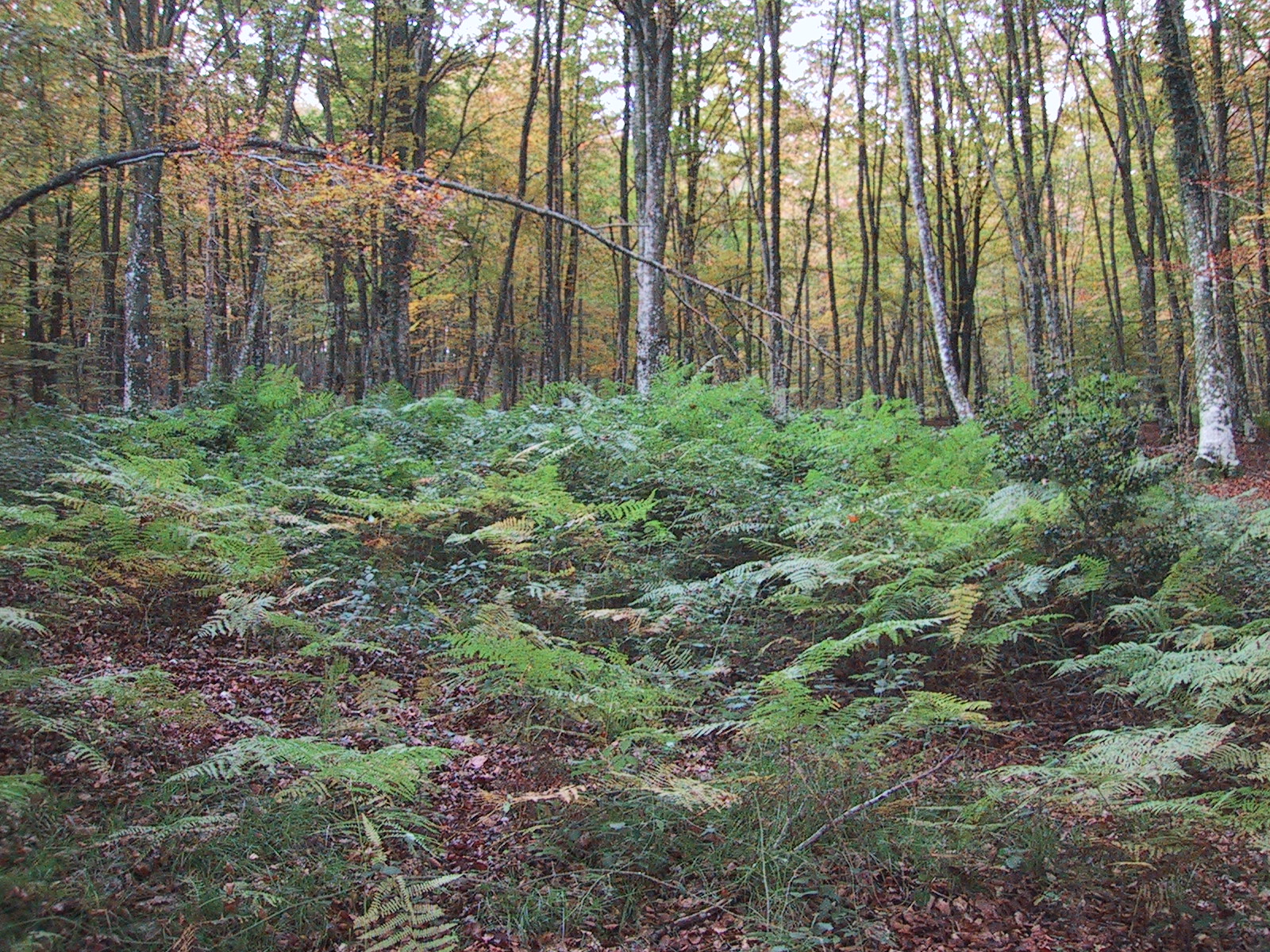 Bajauri Bosque de Hayas