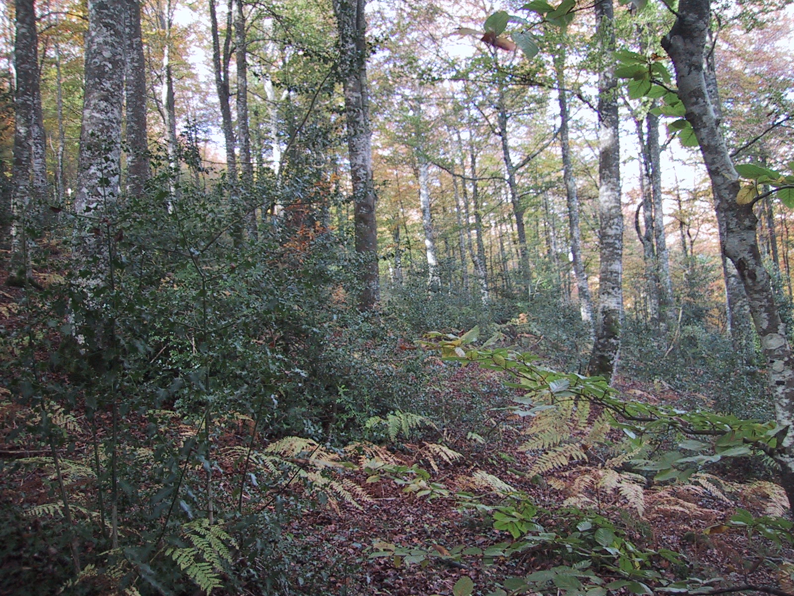 Bajauri Bosque de Hayas