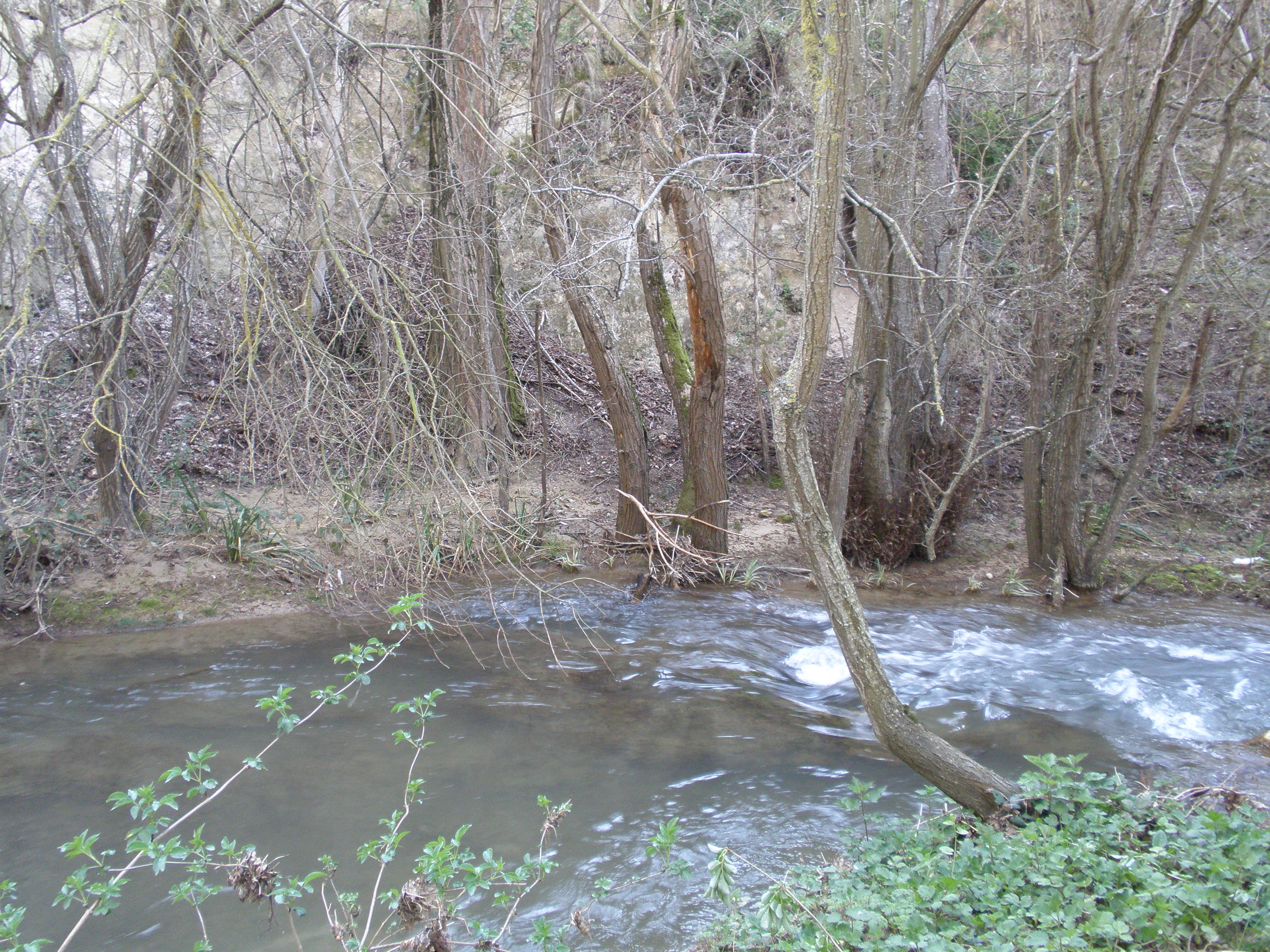 Arroyo de la Fuente Sauces Bajauri