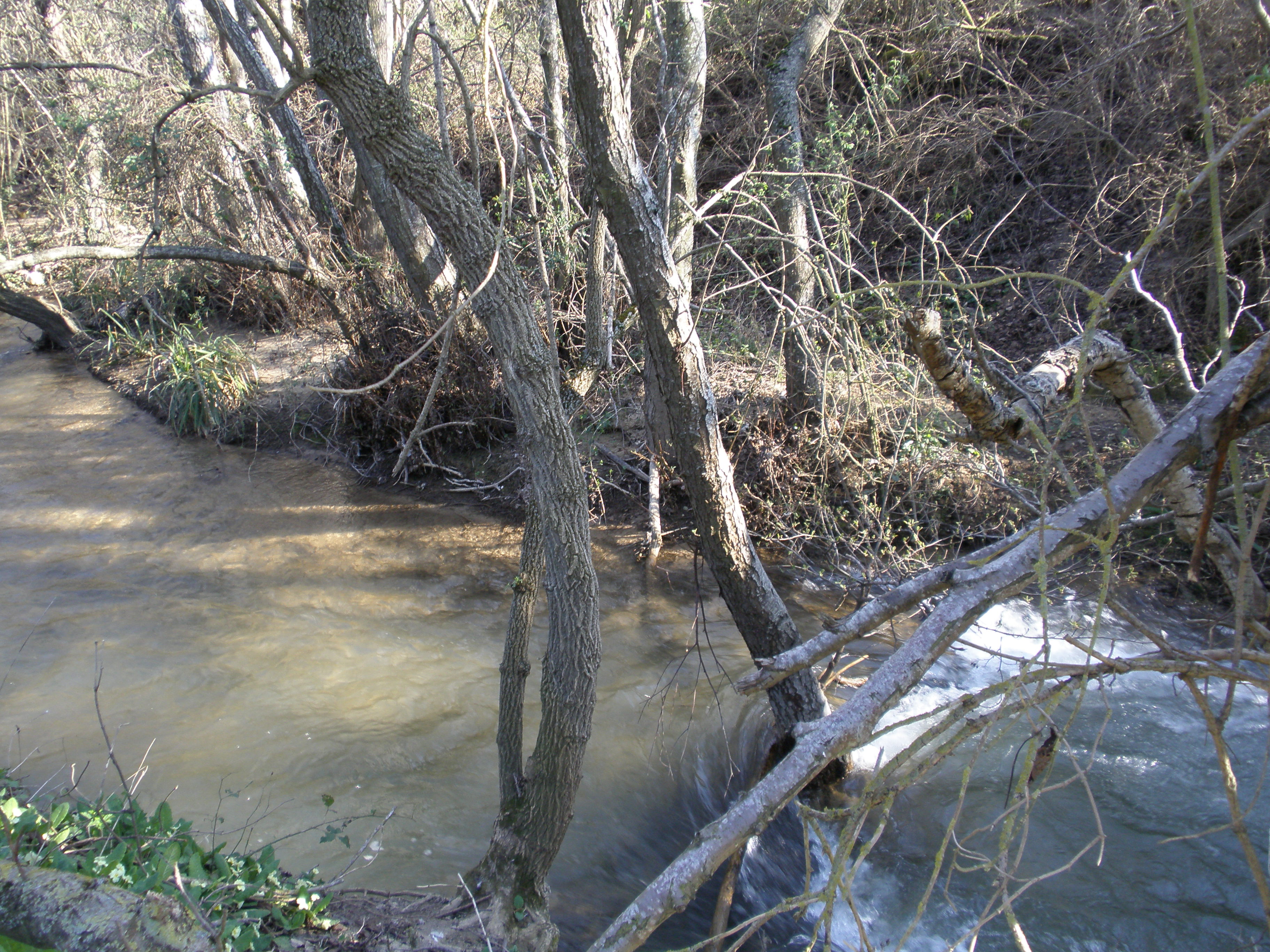 Arroyo de la Fuente Sauces Bajauri